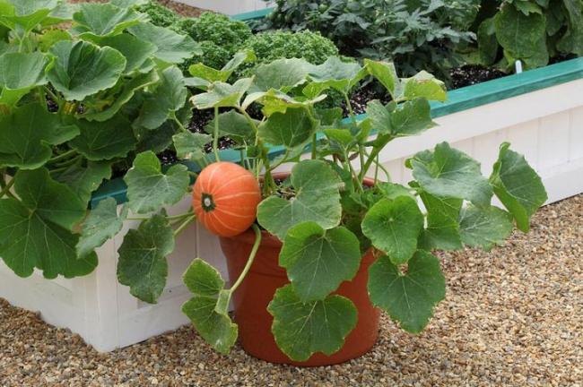Name:  Windsor-Pumpkin-in-pot.jpg
Views: 6095
Size:  62.6 KB