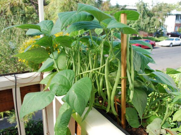 Name:  beans-in-a-pot.jpg
Views: 389
Size:  57.4 KB
