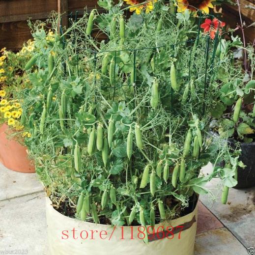 Name:  20pcs-Tom-Thumb-Dwarf-Shelling-Pea-seeds-bean-seeds-Organic-vegetable-seeds-hign-6-8cm-Heirloom.jpg
Views: 6385
Size:  75.9 KB