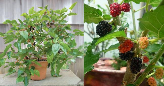 Name:  How-to-Grow-Mulberry-in-Pot1-1.jpg
Views: 1642
Size:  46.4 KB