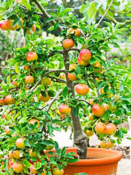 Name:  Dwarf-Fiesta-Apple-Tree-in-pot.jpg
Views: 3958
Size:  75.3 KB