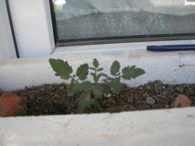Name:  çelikle çoğalttığım çeri.jpg
Views: 2071
Size:  34.9 KB