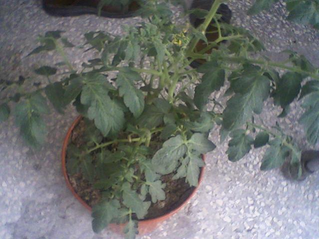 Name:  004.jpg
Views: 1933
Size:  45.2 KB