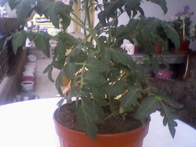 Name:  005.jpg
Views: 1927
Size:  39.6 KB