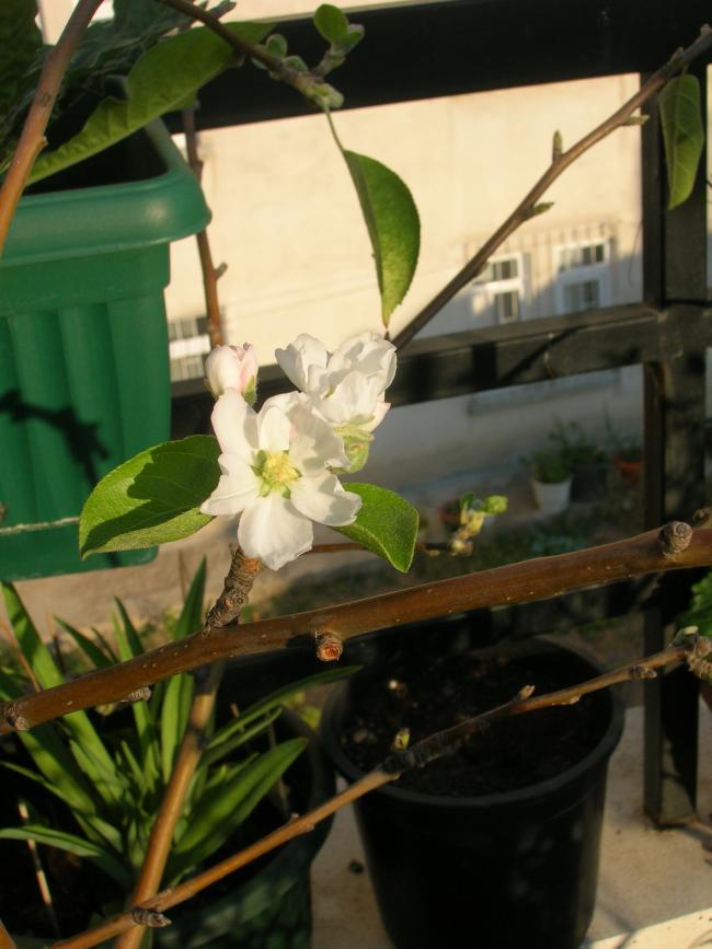 Name:  DSCN6698.jpg
Views: 4051
Size:  59.9 KB
