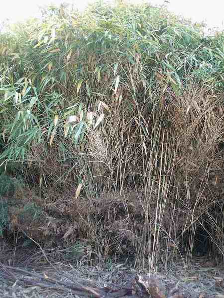 Name:  4.JPG
Views: 2317
Size:  59.2 KB