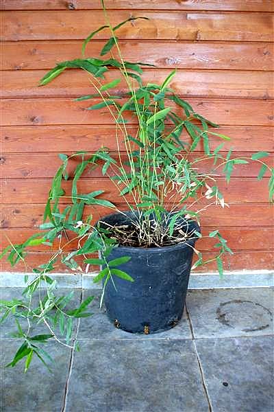 Name:  DSCF1230 (Medium).JPG
Views: 1849
Size:  56.9 KB