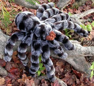 Name:  tarantula.jpg
Views: 536
Size:  35.5 KB