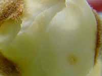Name:  bu_nedir_2.jpg
Views: 295
Size:  27.5 KB