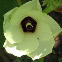 Name:  bu_nedir.jpg
Views: 329
Size:  35.3 KB