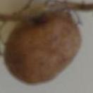 Name:  N_1_1.JPG
Views: 227
Size:  2.1 KB
