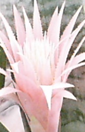 Name:  Kopya  PIC_0334.JPG
Views: 615
Size:  19.0 KB