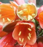 Name:  Clivia_xCyrtanthiflora2.jpg
Views: 498
Size:  7.4 KB