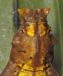 Name:  vogelfalter puppe 2.jpg
Views: 915
Size:  11.5 KB