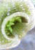 Name:  lunularia2.jpg
Views: 436
Size:  27.2 KB