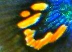 Name:  guppy04.jpg
Views: 439
Size:  4.0 KB