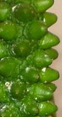 Name:  kopya156.jpg
Views: 707
Size:  8.0 KB