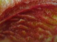 Name:  nedir.JPG
Views: 409
Size:  18.6 KB