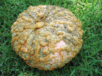Name:  Pumpkin.jpg
Views: 547
Size:  55.2 KB