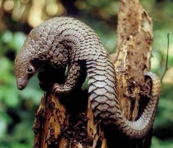 Name:  pangolin.jpg
Views: 1012
Size:  28.9 KB
