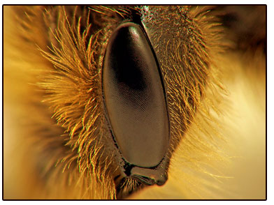 Name:  Aas.jpg
Views: 1063
Size:  37.3 KB