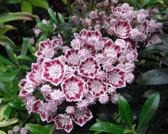 Name:  Kalmia latifolia Minuet.jpg
Views: 1029
Size:  55.1 KB