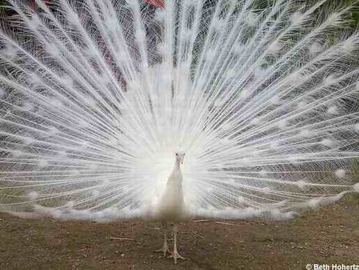 Name:  WhitePeacock003.jpg
Views: 509
Size:  28.8 KB