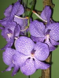 Name:  IMG_0996.jpg
Views: 740
Size:  57.6 KB