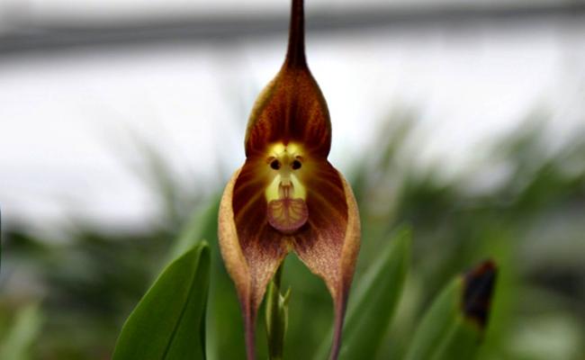 Name:  Macaco.jpg
Views: 905
Size:  20.4 KB