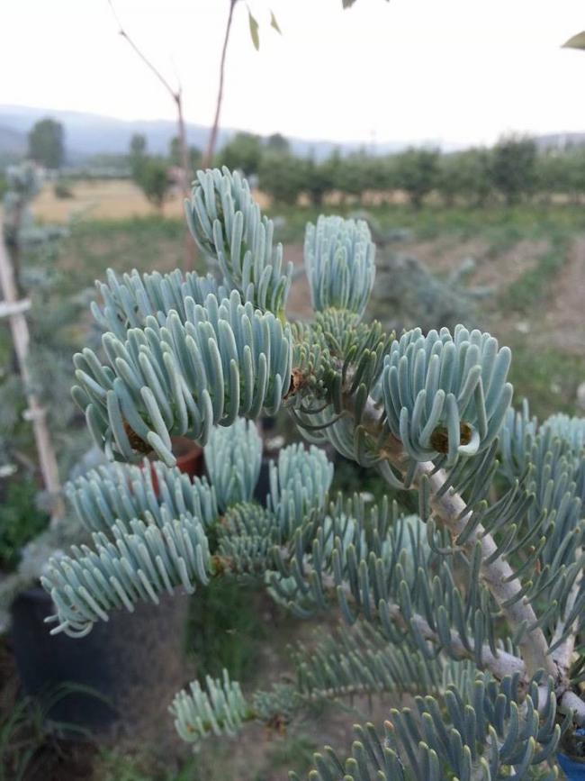 Name:  abies-concolor_candicans.jpg
Views: 824
Size:  69.3 KB