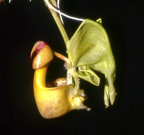 Name:  croped.jpg
Views: 604
Size:  47.2 KB