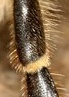 Name:  191316__bee-macro-insect-eyes-legs-antennae-wings_p.jpg
Views: 892
Size:  5.1 KB