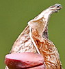 Name:  foto 13.jpg
Views: 767
Size:  29.1 KB
