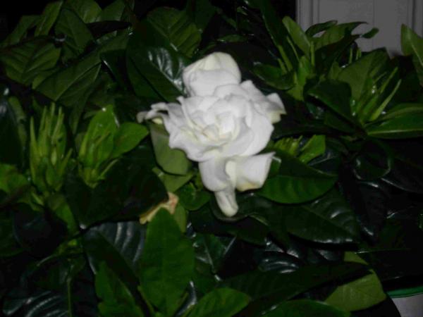 Name:  gardenya.jpg
Views: 513
Size:  28.9 KB