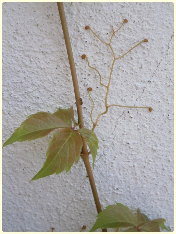 Name:  Hazan Dalı (Parthenocissus quinquefolia).jpg
Views: 417
Size:  72.7 KB