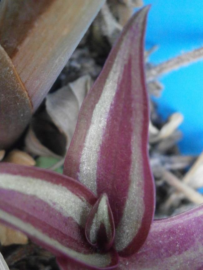 Name:  Telgraf Çiçeği - Tradescantia zebrina.jpg
Views: 432
Size:  57.3 KB