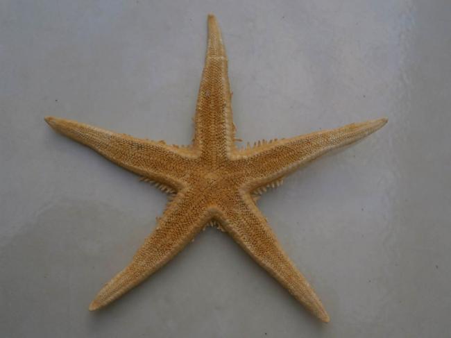 Name:  Kurutulmuş Doğal Deniz Yıldızı-.jpg
Views: 638
Size:  21.7 KB
