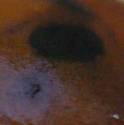 Name:  nedir.jpg
Views: 291
Size:  20.5 KB