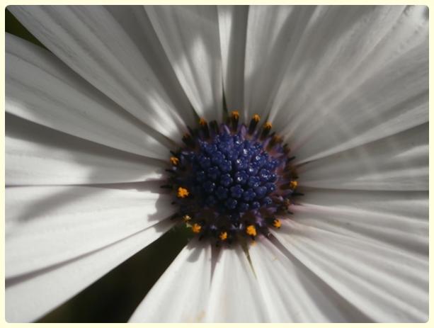 Name:  Osteospermum ecklonis - Bodrum papatyas (2).jpg
Views: 323
Size:  27.7 KB