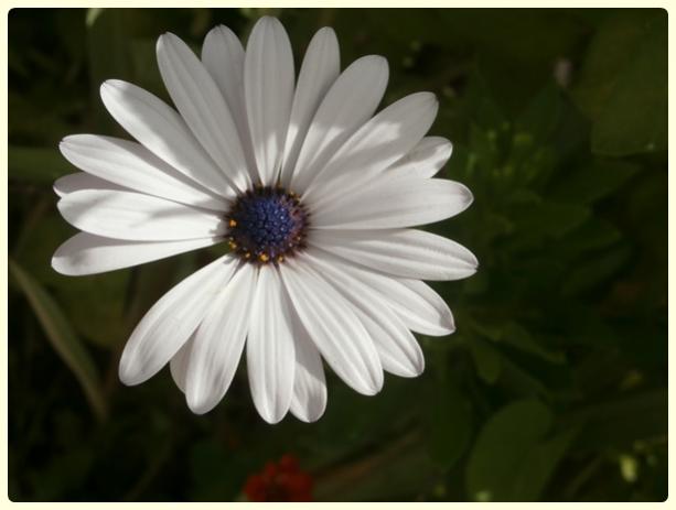 Name:  Osteospermum ecklonis - Bodrum papatyas.jpg
Views: 345
Size:  27.0 KB