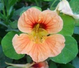 Name:  DSCN7574.jpg
Views: 404
Size:  10.8 KB