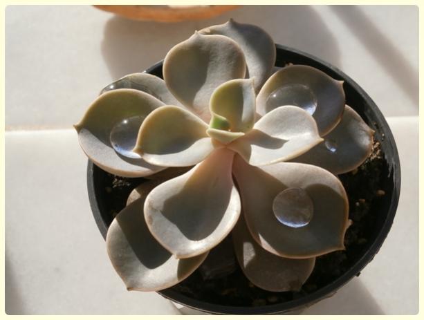 Name:  Sukulent.jpg
Views: 324
Size:  29.4 KB