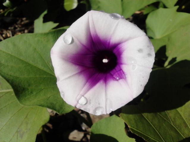 Name:  Sweet Potato.jpg
Views: 380
Size:  30.5 KB