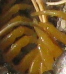 Name:  nedir------.jpg
Views: 304
Size:  16.5 KB