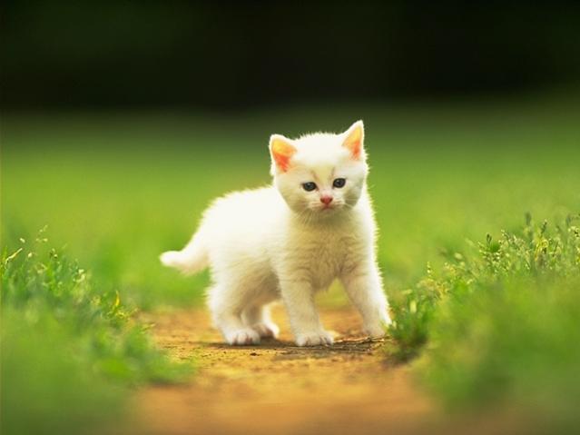 Name:  guzel-kedi.jpg
Views: 337
Size:  23.9 KB