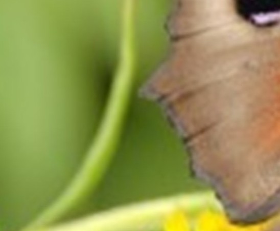 Name:  peperuda (1).jpg
Views: 327
Size:  23.1 KB
