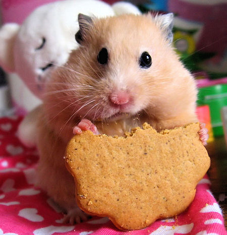 Name:  hamster.jpg
Views: 315
Size:  65.0 KB