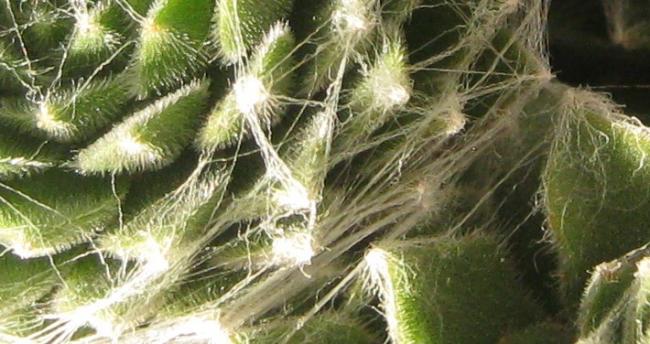Name:  sempervivum.jpg
Views: 353
Size:  48.0 KB