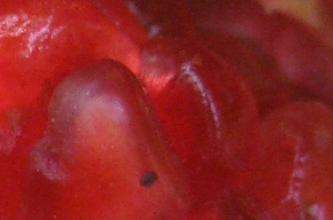 Name:  nedir --.jpg
Views: 263
Size:  47.6 KB