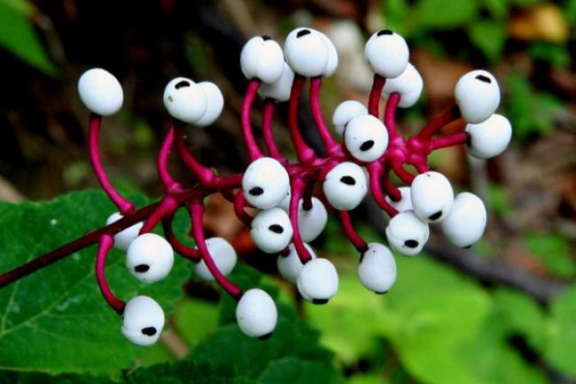 Name:  Actaea pachypoda.jpg
Views: 424
Size:  37.0 KB